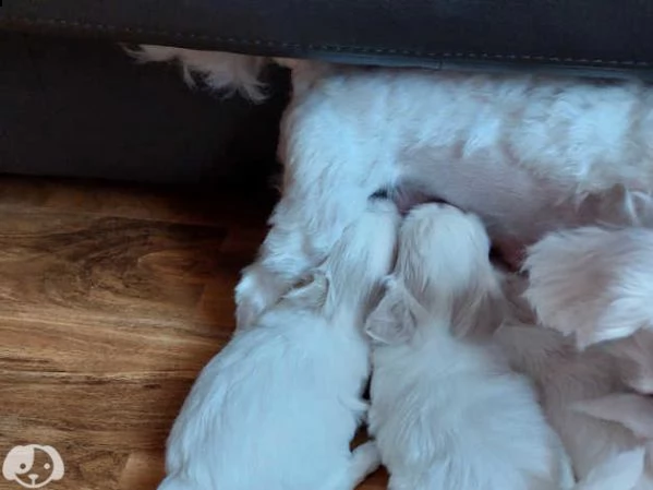 maltese taglia toy con pedigree | Foto 1