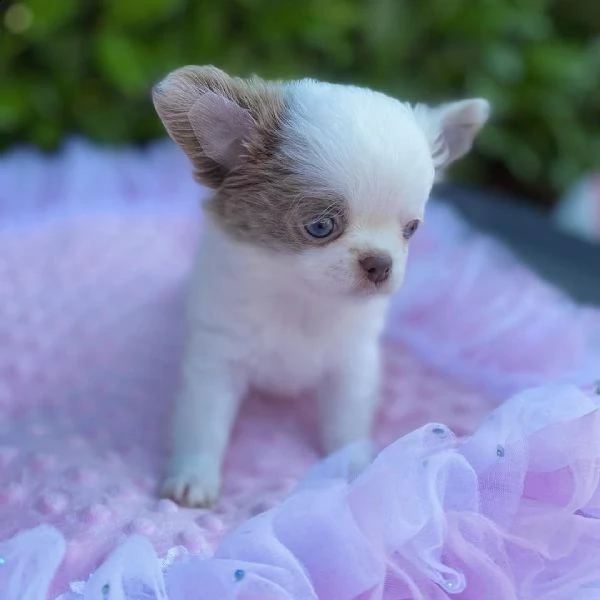 cuccioli di chihuahua
