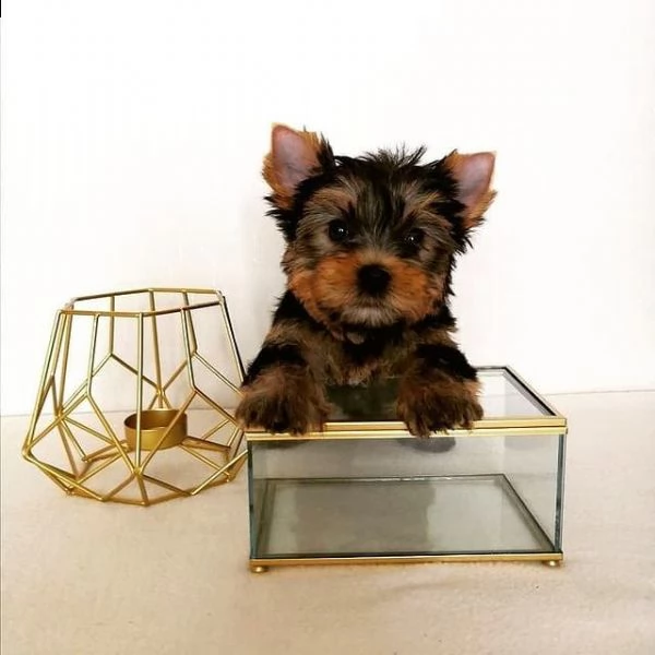 splendidi piccoli cuccioli di yorkie per l'adozione.  | Foto 1