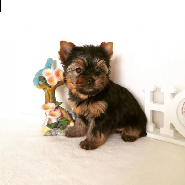splendidi piccoli cuccioli di yorkie per l'adozione. 