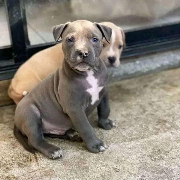 adorabili cuccioli di pitbull da adottare | Foto 0