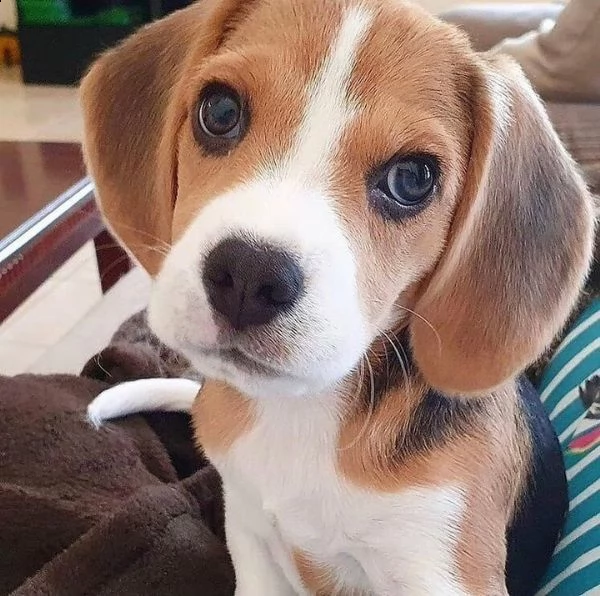 adorabili cuccioli di beagle in adozione, | Foto 0