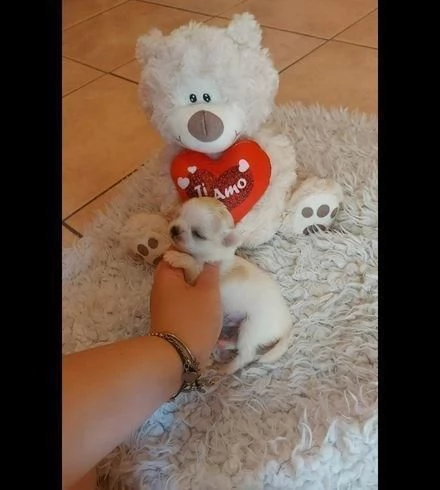regala cuccioli di chihuahua whatsapp ( 0039 353 317 4023 ) | Foto 2