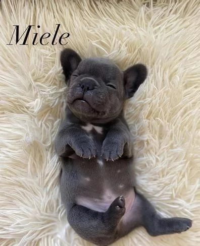 regalo bulldog francese maschio e femmina whatsapp ( 0039 353 317 4023 | Foto 1