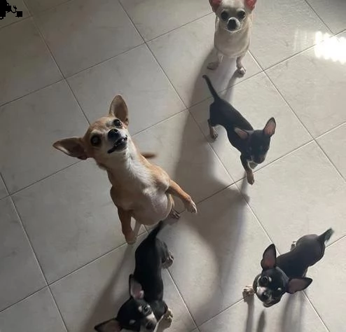 regalo chihuahua maschio e femmina whatsapp ( 0039 353 317 4023 | Foto 1
