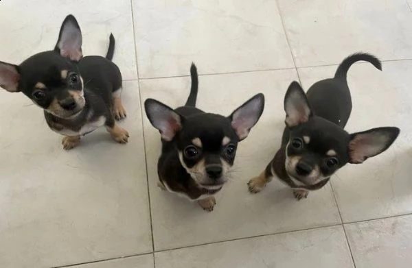 regalo chihuahua maschio e femmina whatsapp ( 0039 353 317 4023 | Foto 0