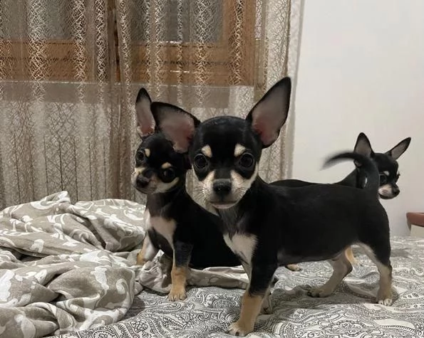 regalo chihuahua maschio e femmina whatsapp ( 0039 353 317 4023