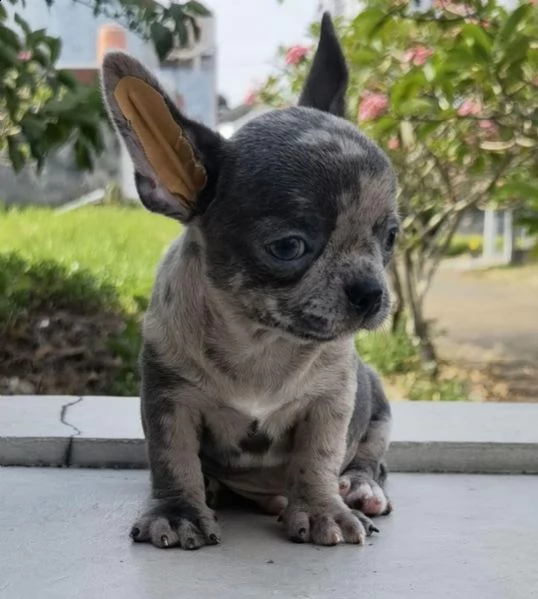 regalò chihuahua mini toy disponibile…. | Foto 0