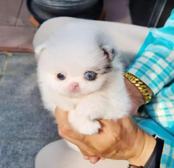 pomerania registrata di alta qualità