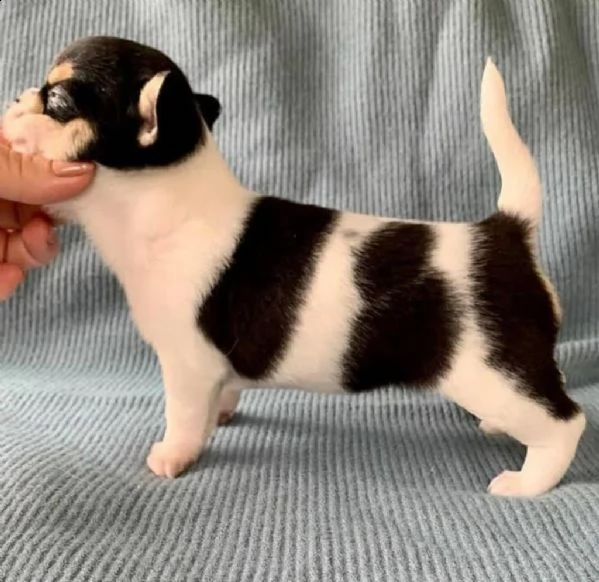  bellissimi cuccioli di chihuahua per rehoming