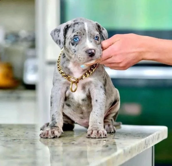  meravigliosi cuccioli di pitbull in adozione