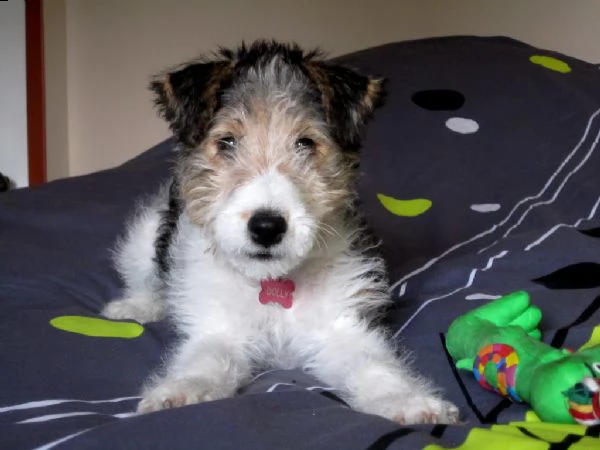 cuccioli di fox terrier a pelo ruvido | Foto 0