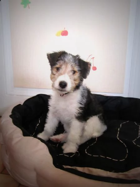 cuccioli di fox terrier a pelo ruvido