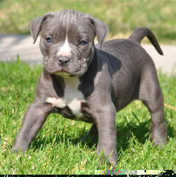 regalo cuccioli di pitbull 