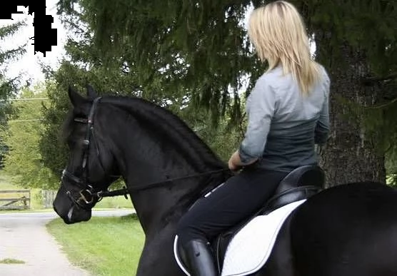 splendido cavallo frisone nero per la tua famiglia | Foto 0