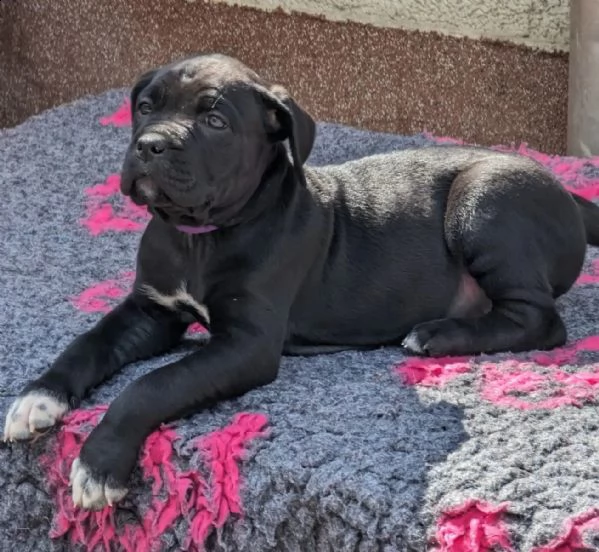 cane corso colore grigio blu con pedigree