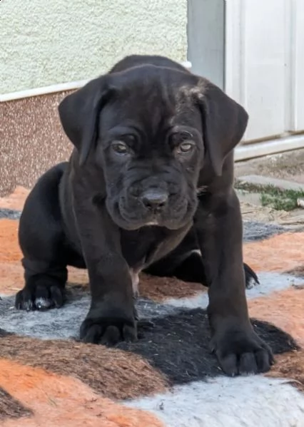 cane corso colore grigio blu con pedigree | Foto 5