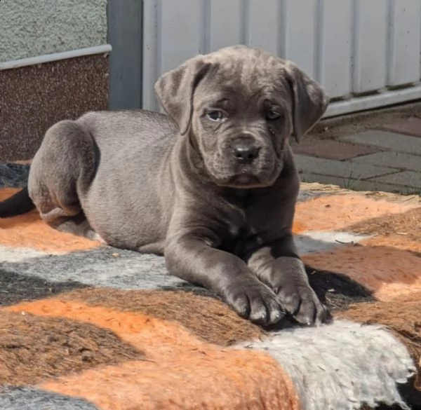 cane corso colore grigio blu con pedigree | Foto 4