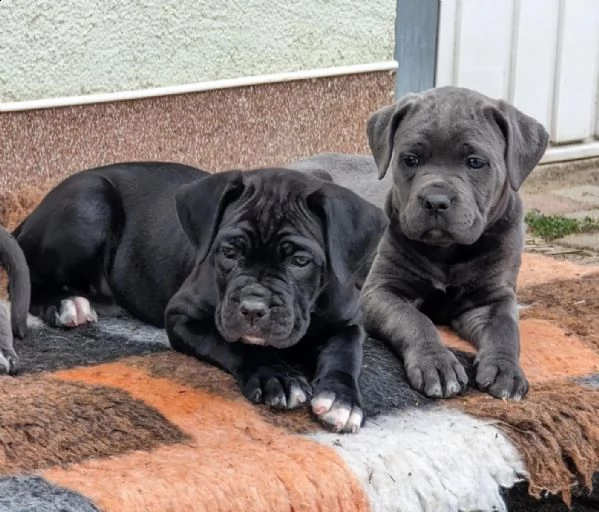 cane corso colore grigio blu con pedigree | Foto 2