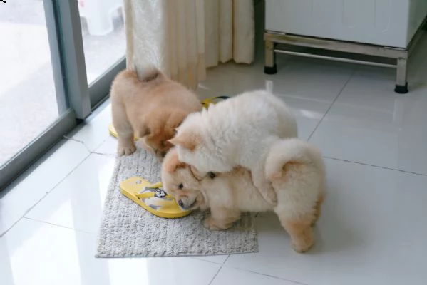 fantastici chow chow maschi e femmine creme