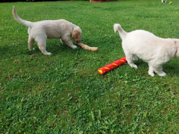 cuccioli di razza golden retriever