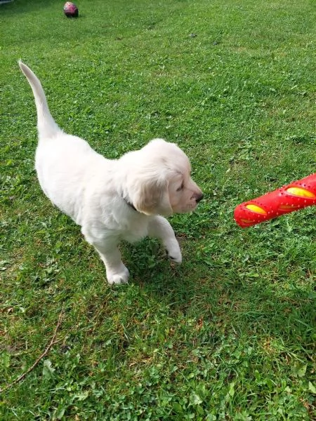 cuccioli di razza golden retriever | Foto 2