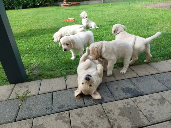 cuccioli di razza golden retriever | Foto 1