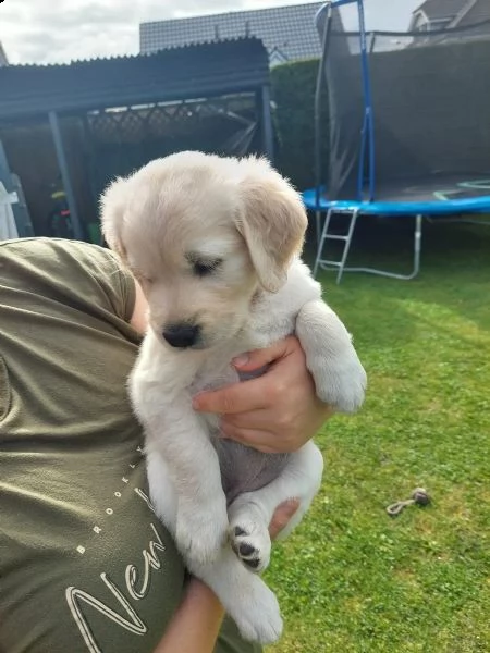 cuccioli di razza golden retriever | Foto 0