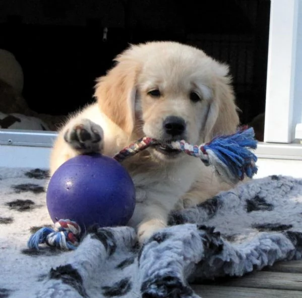 3 cuccioli di golden retriever con pedigree- | Foto 2
