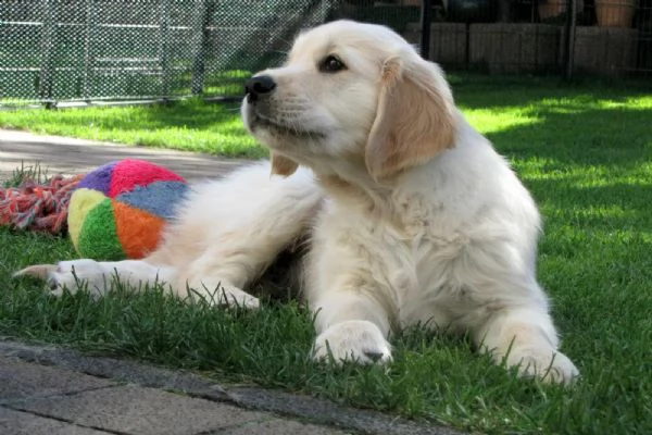 3 cuccioli di golden retriever con pedigree- | Foto 0