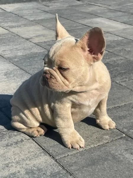 cuccioli di bulldog francese | Foto 1