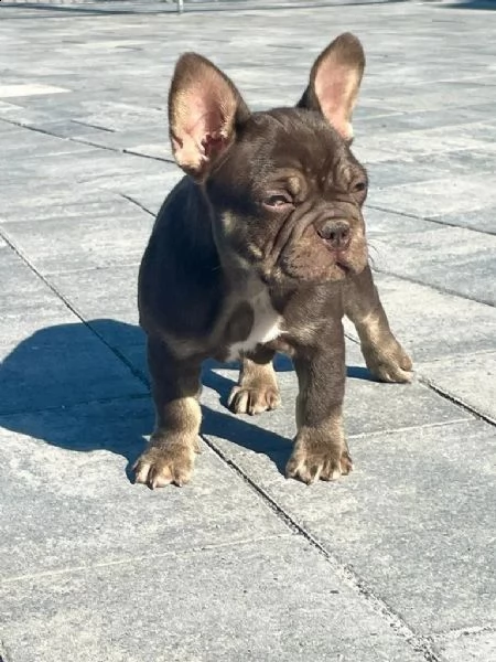 cuccioli di bulldog francese | Foto 0