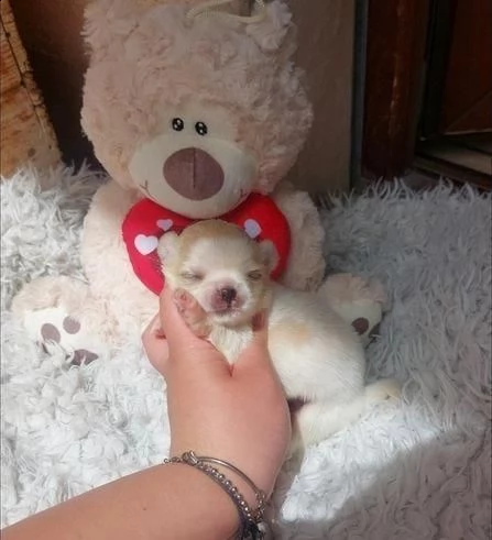regala cuccioli di chihuahua whatsapp ( 0039 353 317 4023 ) | Foto 2