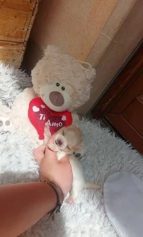 regala cuccioli di chihuahua whatsapp ( 0039 353 317 4023 )
