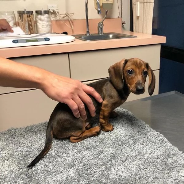 regalo bassotto maschio e femmina disponibile | Foto 0