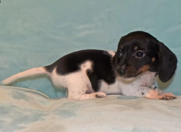 regalo bassotto maschio e femmina disponibile