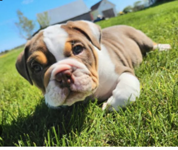 ///…adorabili cuccioli di bulldog disponibili in regalo | Foto 0