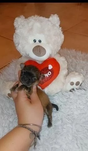 regala cuccioli di chihuahua whatsapp ( 0039 353 317 4023 ) | Foto 0