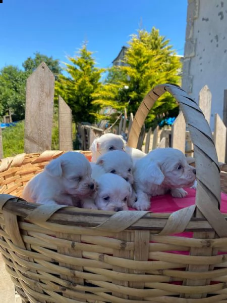 regala cuccioli maltesi whatsapp (0039 353 317 4023 ) | Foto 2