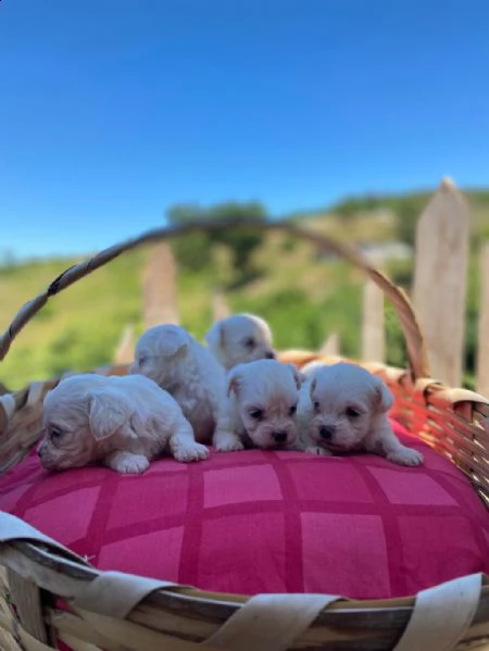 regala cuccioli maltesi whatsapp (0039 353 317 4023 ) | Foto 1