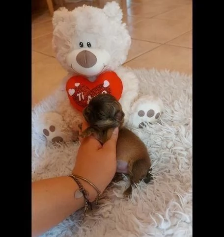 regala cuccioli di chihuahua whatsapp ( 0039 353 317 4023 ) | Foto 1