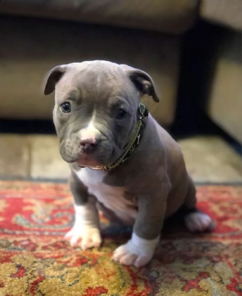 sono lieto di presentarvi una cucciolata di pitbull adorabili e sani in cerca di una nuova casa amor | Foto 0