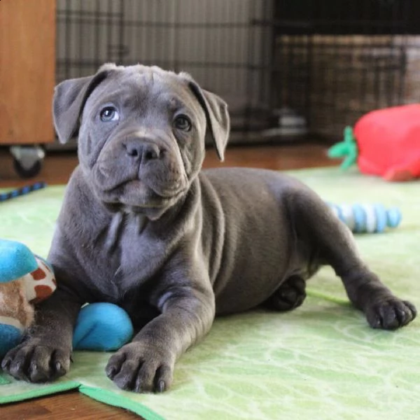  i nostri cuccioli di pitbull sono cresciuti con amore e cura nella nostra casa | Foto 0
