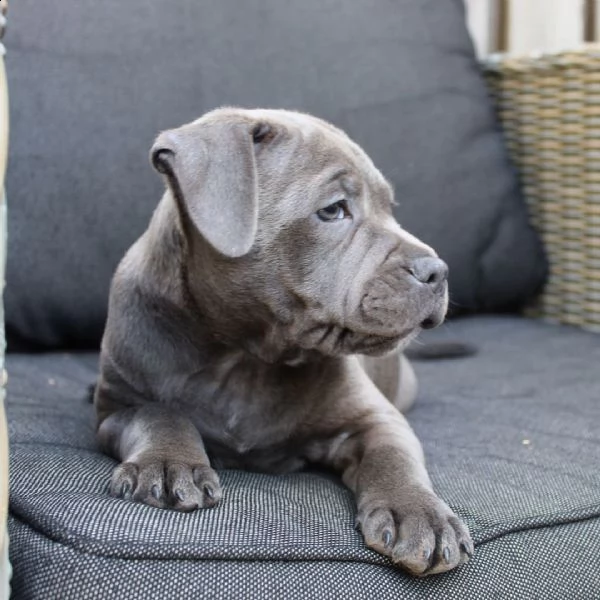  i nostri cuccioli di pitbull sono cresciuti con amore e cura nella nostra casa