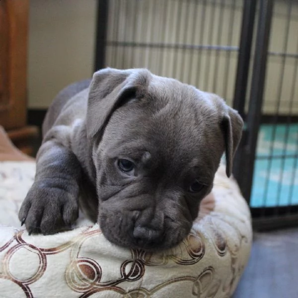 stupendi cuccioli di pitbull in cerca di una famiglia amorevole! !!! | Foto 0