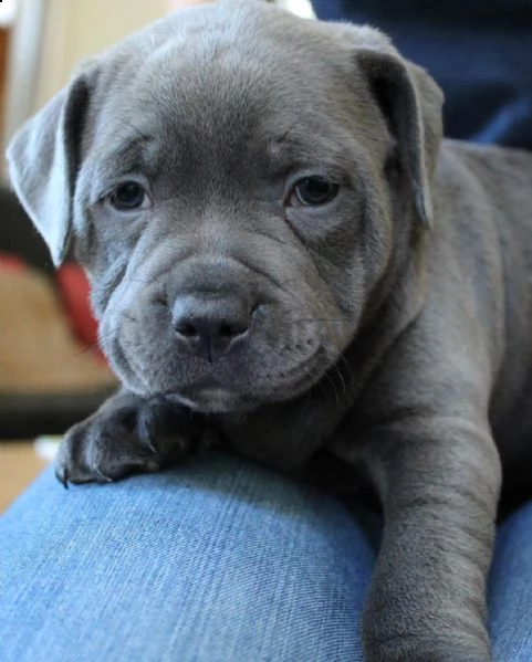 stupendi cuccioli di pitbull in cerca di una famiglia amorevole! !!!