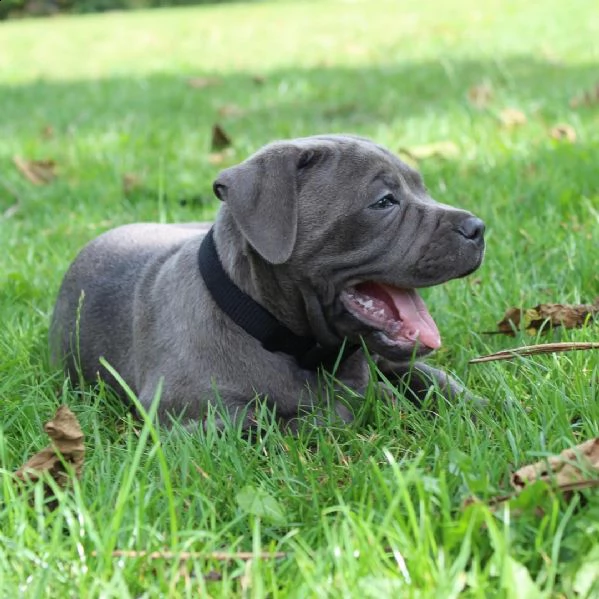 abbiamo dei bellissimi cuccioli di pitbull disponibili per essere adottati in una casa amorevole. | Foto 1