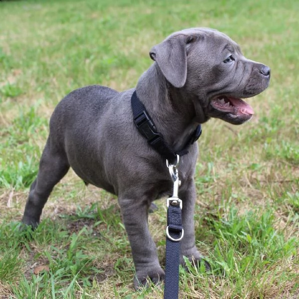 abbiamo dei bellissimi cuccioli di pitbull disponibili per essere adottati in una casa amorevole. | Foto 0