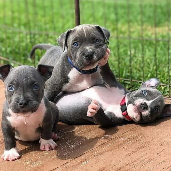 abbiamo dei cuccioli di pitbull che potrebbero fare al caso tuo! 