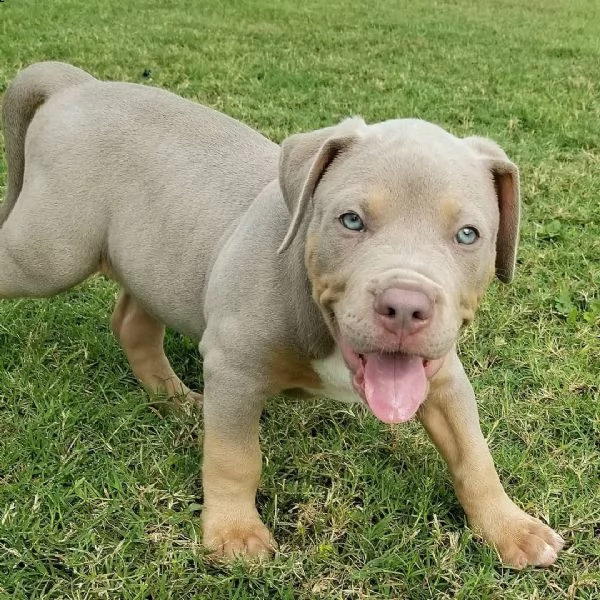 disponibili per la vendita adorabili cuccioli di pitbull, | Foto 0